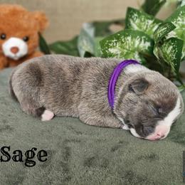6th pick reserved - Blue brindle male American Bully puppy in Mobile, Alabama from Laser Elite Bullies