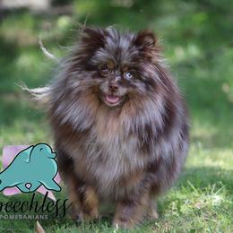 Amaya - Pomeranian