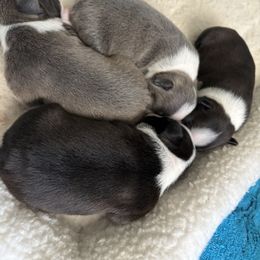 Boston Terrier Puppies from Smith Sister Kennels