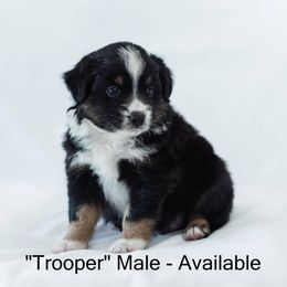 Miniature American Shepherds and Miniature Australian Shepherds from Carrie's Mini Aussies