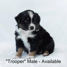 Miniature American Shepherds and Miniature Australian Shepherds from Carrie's Mini Aussies