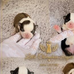 Chihuahua puppies from Little chihuahua angels
