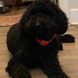 Goldendoodles and Labradoodles from Parks Avenue Goldendoodles