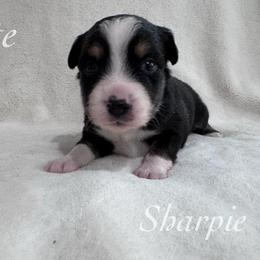 Sharpie - Black tri female Miniature Australian Shepherd puppy in Corpus Christi, Texas from Elite Miniature Australian Shepherds