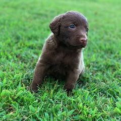 Chesapeake Bay Retriever Puppies from Hickory Creek Chesapeakes