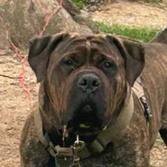 Max - Boerboel