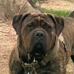 Max - Boerboel