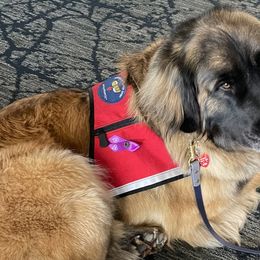 Leonbergers from Flatirons Leonbergers