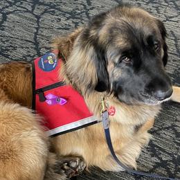 Leonbergers from Flatirons Leonbergers