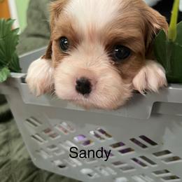 Sandy - Blenheim female Cavalier King Charles Spaniel puppy in Pearl River, New York from Cooltomin Cavaliers