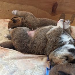 Shiba Inu Puppies from Cornerpost Shiba Inus