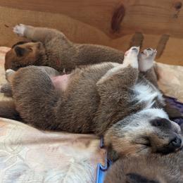 Shiba Inu Puppies from Cornerpost Shiba Inus