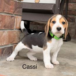 Cassi - Black tan and white female Beagle puppy in Mansfield, Missouri from Rippee Creek Kennel