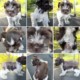 Miniature Schnauzer Puppies from Virgil Farms