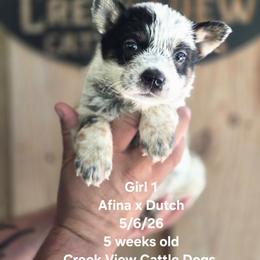 Girl 1 - Blue mottled female Australian Cattle Dog puppy in Monroe, North Carolina from Creek View Cattle Dogs