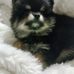 Pomeranian Puppies from Cutie Poms
