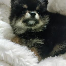 Pomeranian Puppies from Cutie Poms