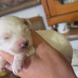 Michelangelo - Buff and white male Cockapoo puppy in Ellensburg, Washington from Dawn to Dusk Cockapoos