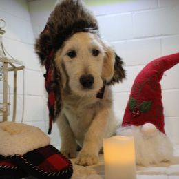 Doc - Goldendoodle puppy in Kingsport, Tennessee from Blue Ridge Doodles