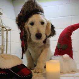 Doc - Goldendoodle puppy in Kingsport, Tennessee from Blue Ridge Doodles