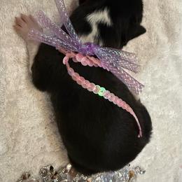 Daisy - Tri-color female Border Collie puppy in Henagar, Alabama from Ridge Kap Border Collies
