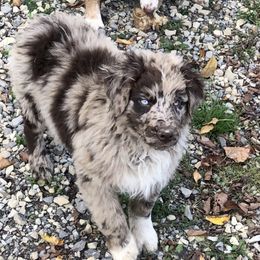 Australian Shepherd Puppies from Wagon Wheel Aussies