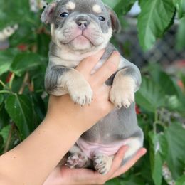 French Bulldog Puppies from McKay’s frenchies & fluffies