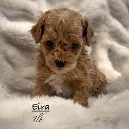 Eira - Red and white female Shihpoo puppy in Traverse City, Michigan from Riyem Wildflower Farms
