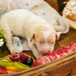 Poodle Puppies from Setting the Standard Poodles