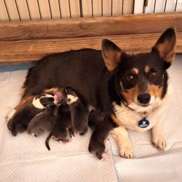 Pembroke Welsh Corgi puppies from Little Reds Corgis