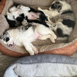 Border Collie Puppies from Roaring River Border Collies