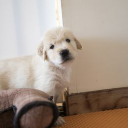 Golden Retriever Puppies from Honeysweet Goldens