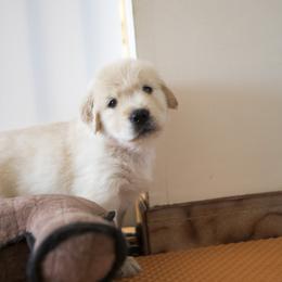 Golden Retriever Puppies from Honeysweet Goldens