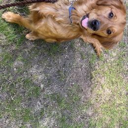 Poppy - Golden Retriever