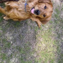 Poppy - Golden Retriever