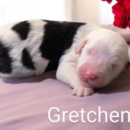 Gretchen - Sheepadoodle puppy from Ohio Valley Sheepadoodles