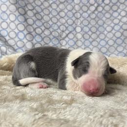 Leah - Slate female Border Collie puppy in Gary, Indiana from Lake Ridge Border Collies