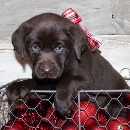 Labrador Retriever Puppies from Triple B Kennel