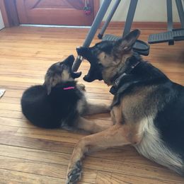 German Shepherd Puppies from Tara Riehle