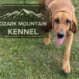 Basset Hounds from Ozark Mountain Kennel- Basset Hounds
