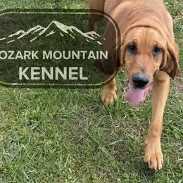 Basset Hounds from Ozark Mountain Kennel- Basset Hounds