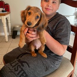 Dachshund Puppies from Windy Ridge Miniatures