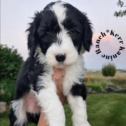 Minnie - Black and white female Sheepadoodle puppy in Ashton, Idaho from Kerr Kanine Ranch