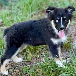 Ailsa - Black tri female Miniature Australian Shepherd puppy in Patterson, North Carolina from DreamLine Aussies