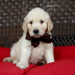 Australian Labradoodle, Bernedoodle, and Goldendoodle Puppies from Golden Fields Doodles