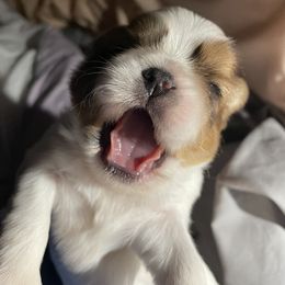 Shih Tzu Puppies from Lauri's Shih Tzus