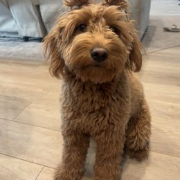 Chili - Goldendoodle