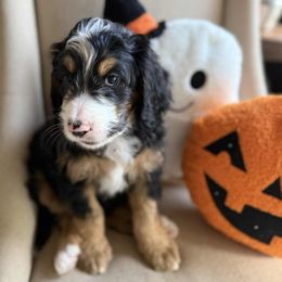 Moana - Tri-color female Bernedoodle puppy in Austin, Texas from Aloha Bernedoodles of Austin