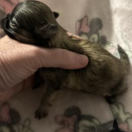 Boy 2 - Black and tan male Shih Tzu puppy in Walnut Ridge, Arkansas from Maltese Madness by Shannon Smith