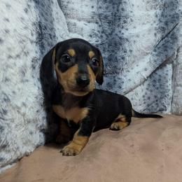 4 - Shadow Knight - Black and tan male Dachshund puppy in Central Point, Oregon from MRS Long Dog Ranch